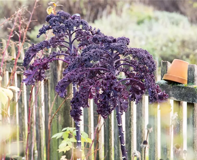 Brassica oleracea var. sabellica, rot