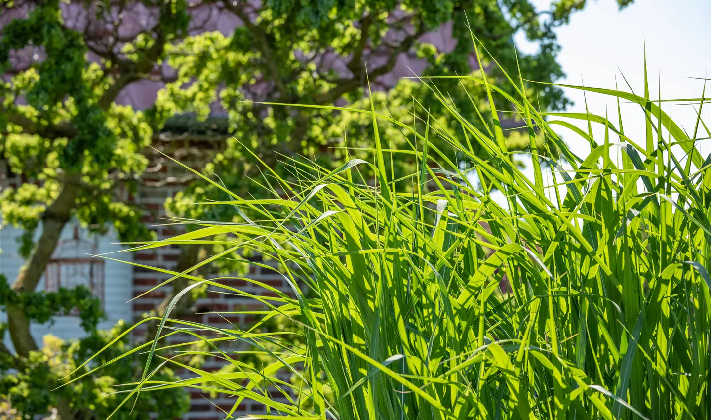 Gräser im Garten (GS667922.jpg)